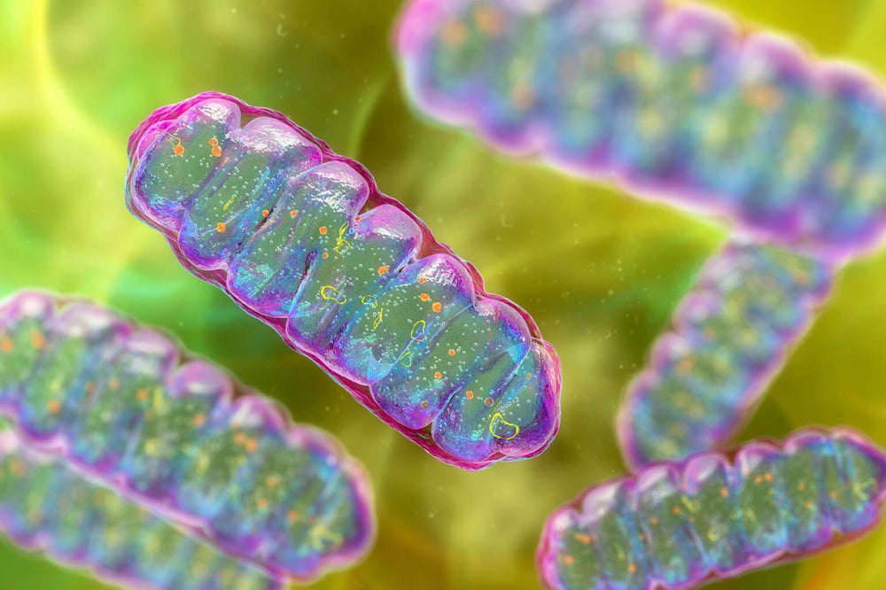 Mitochondria and Heart Disease