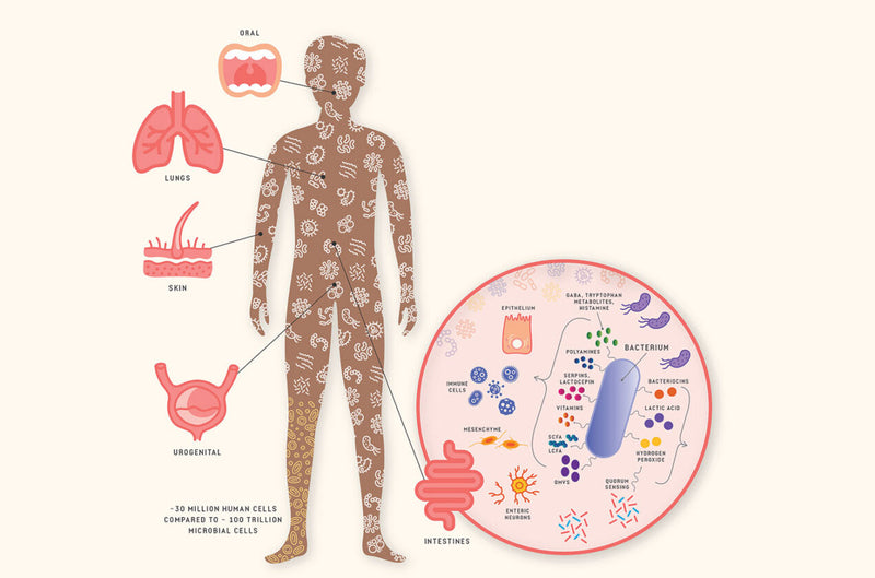 The Microbiome: When Balance Breaks, Inflammation Begins
