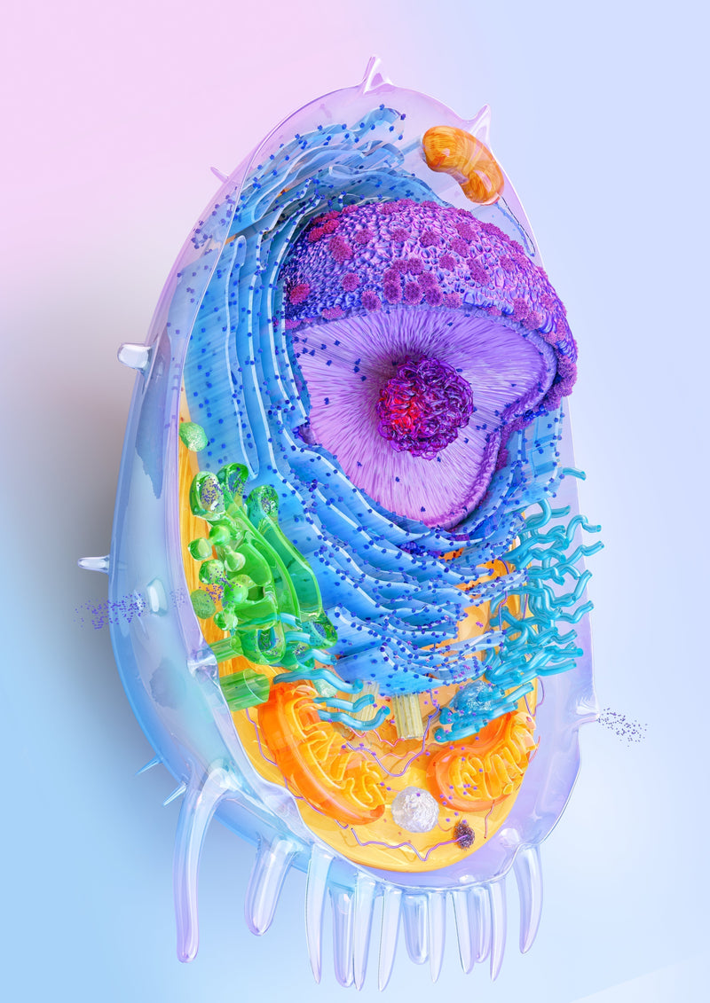 Unlock the Energy Within: How Mitochondria Drive Your Health and Vitality