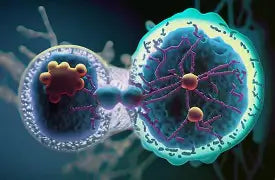 Cell Communication in the Body