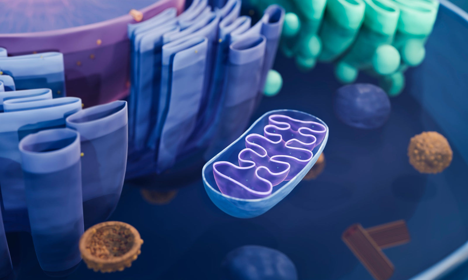 Mitochondria: The Cellular Power Behind Healthy, Youthful Skin