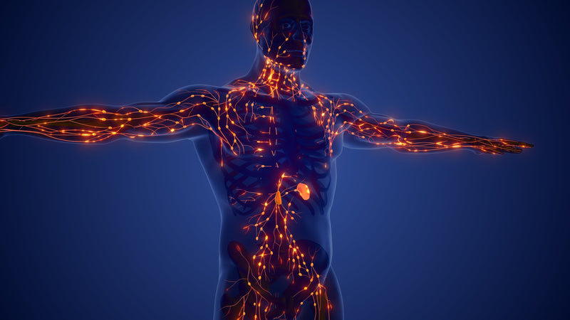 How Important Is Your Lymphatic System?