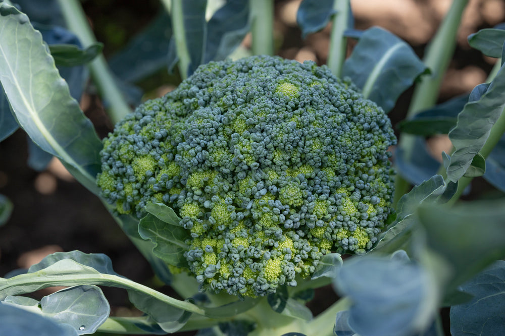 Protect Your Heart, Brain and Life with Sulforaphane