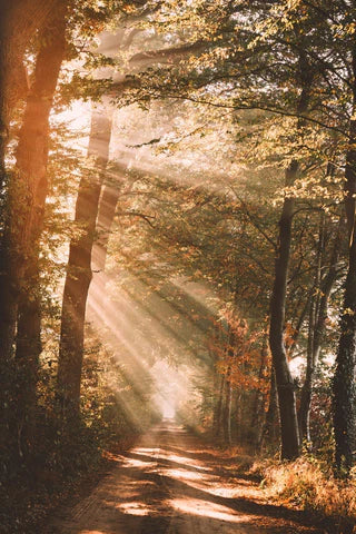 The Science behind daylight/ darkness and restful sleep.