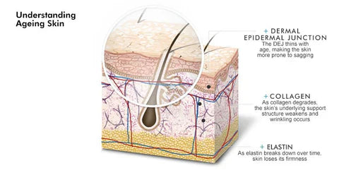 The layers  and functions of your skin