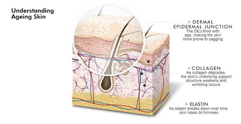 The layers  and functions of your skin