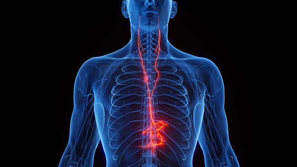 The Vagus Nerve, Stress and Your Skin: Why Calm on the Inside Shows on the Outside